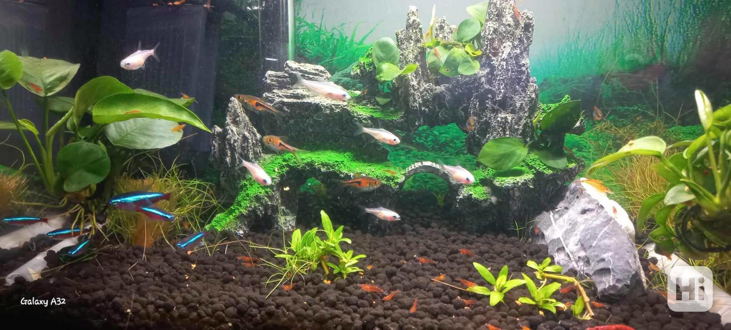 Akvarijní krevetky - foto 1