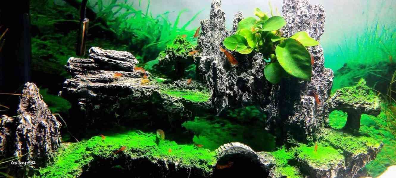Akvarijní krevetky - foto 2