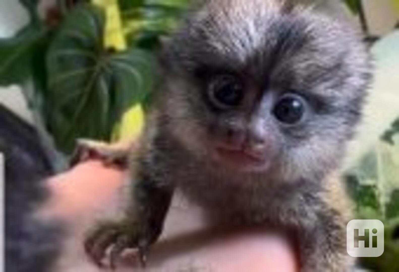 Roztomilí prstoví marmoseti a kapucínští opice na prodej - foto 1