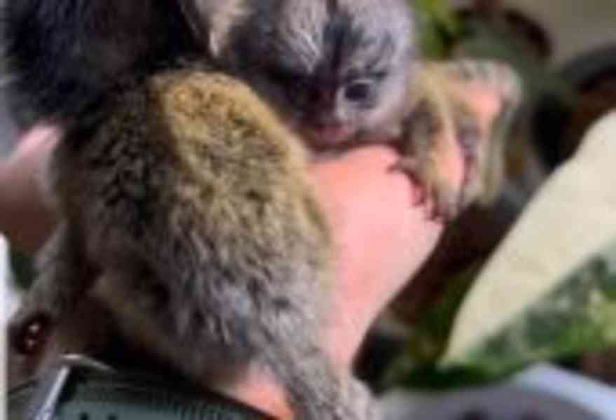 Roztomilí prstoví marmoseti a kapucínští opice na prodej - foto 3