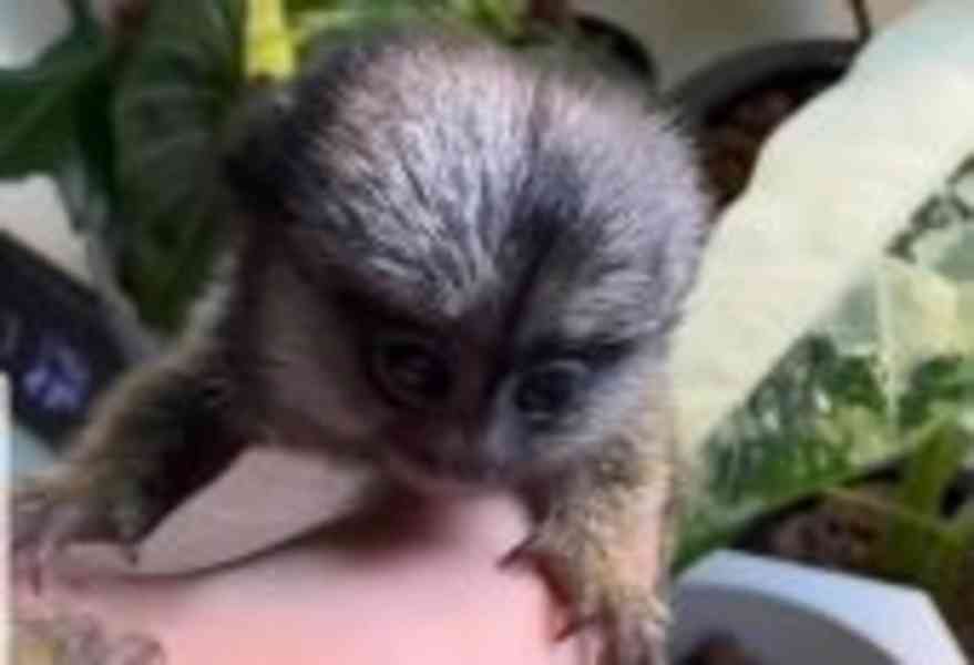 Roztomilí prstoví marmoseti a kapucínští opice na prodej - foto 2