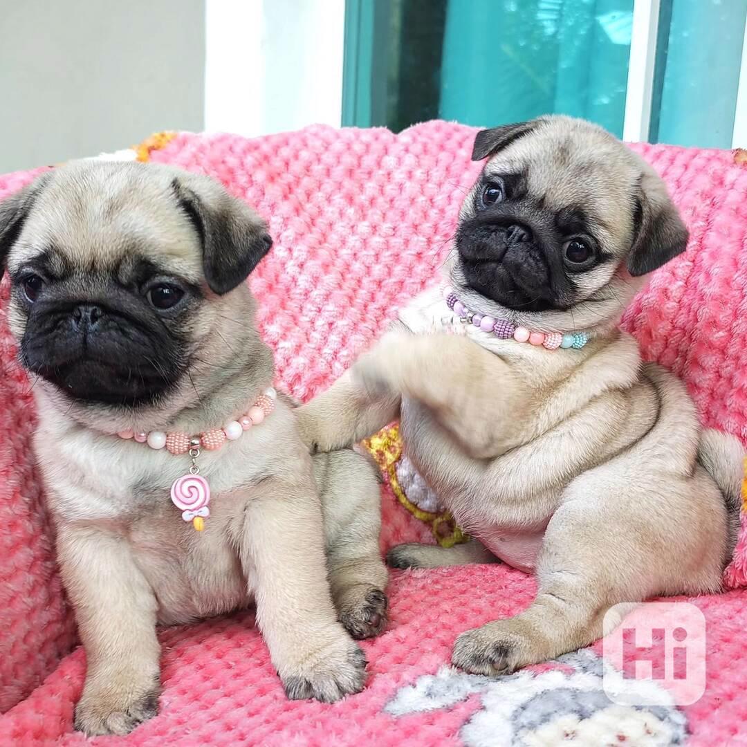 Štěňata mops (Pug) s PP - foto 1