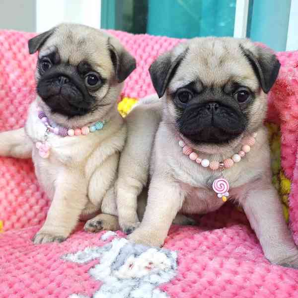Štěňata mops (Pug) s PP - foto 3
