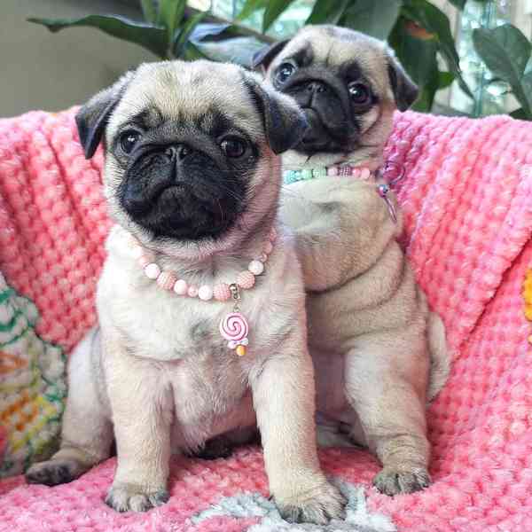 Štěňata mops (Pug) s PP - foto 2