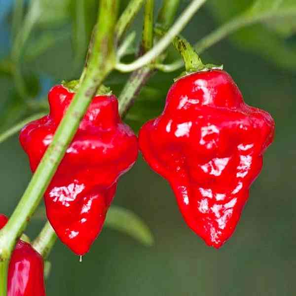 Chilli Habanero Tasmanian red - semena - foto 1