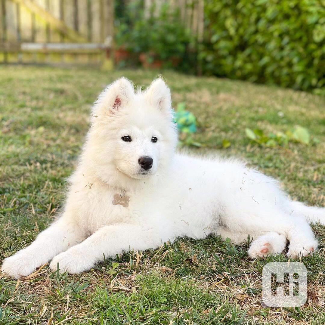 Krásné štěně samojeda - foto 1