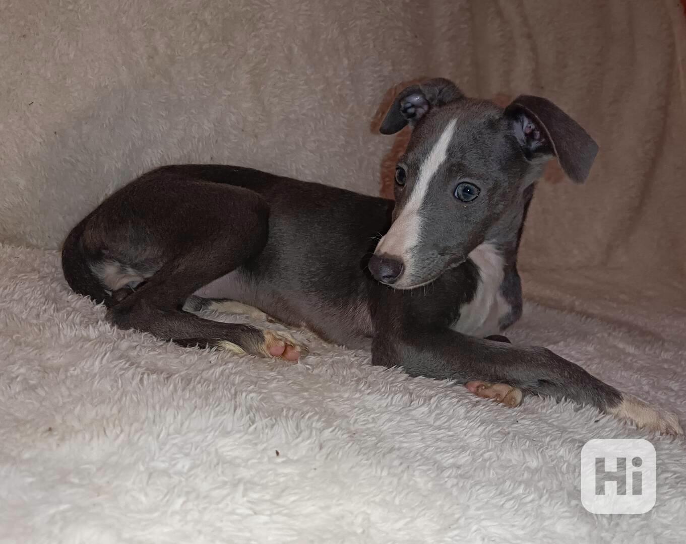 Whippet/Vipet/ - fenka bez pp - foto 1