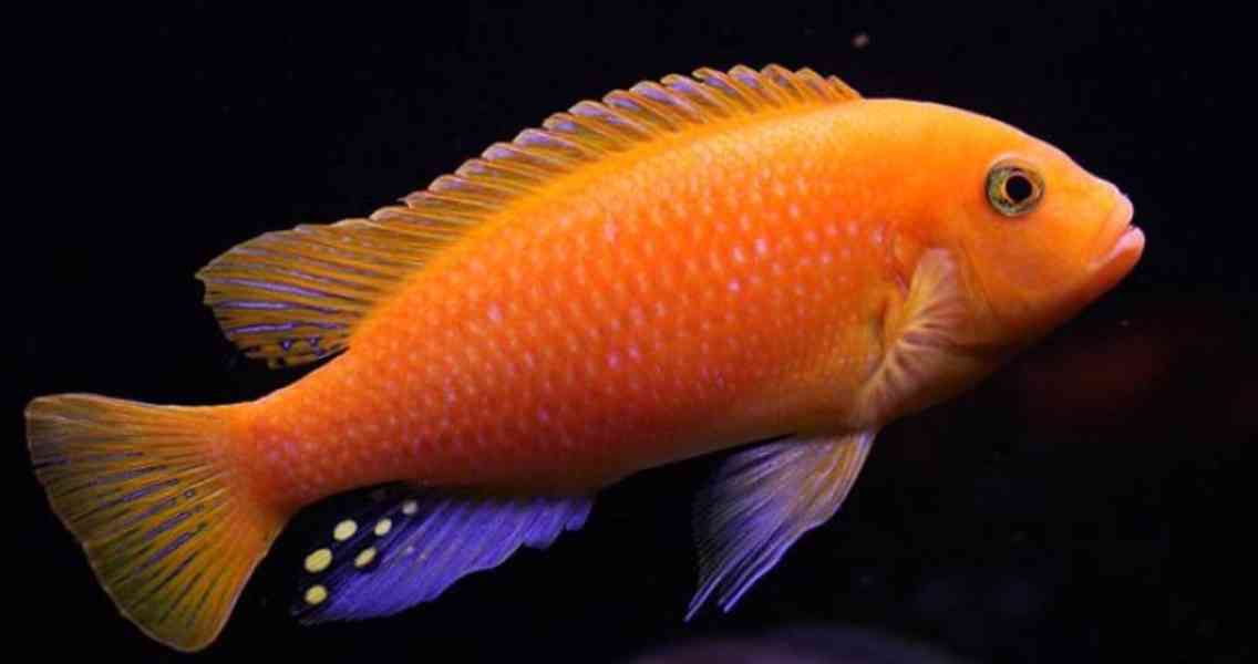 Tlamovci Malawi  - foto 36