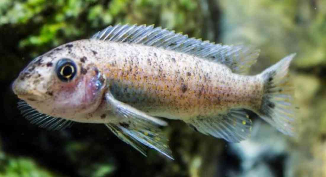 Tlamovci Malawi  - foto 35