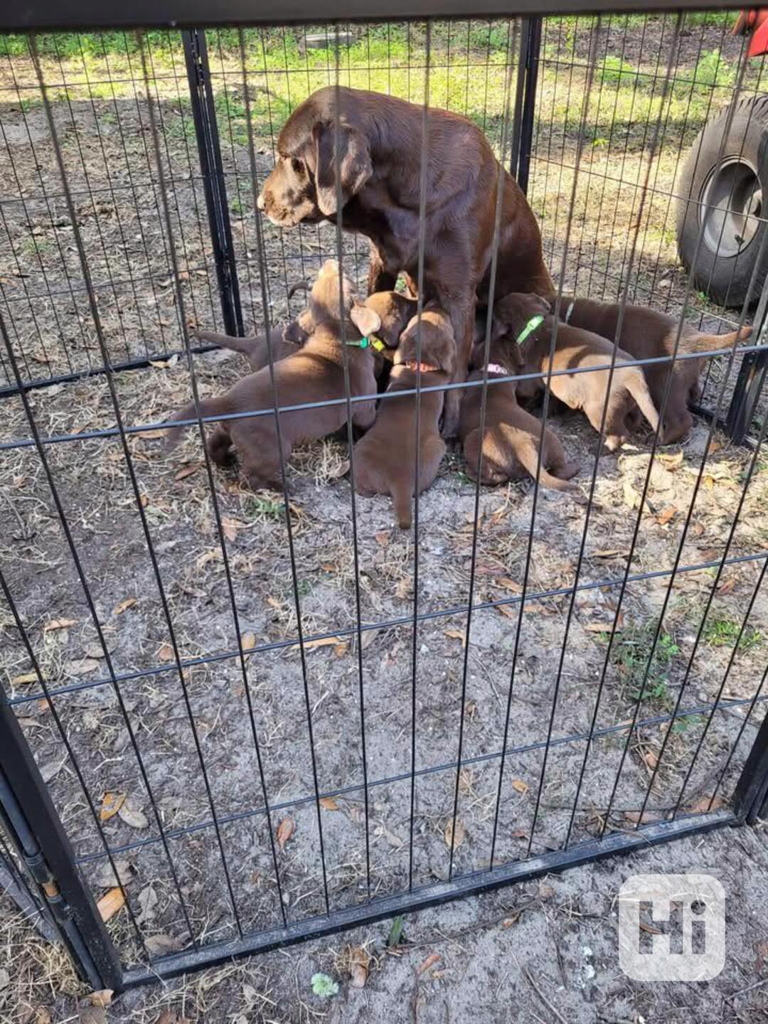 Prodáme štěňata labradorského retrívra - foto 1