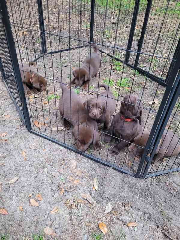 Prodáme štěňata labradorského retrívra - foto 2