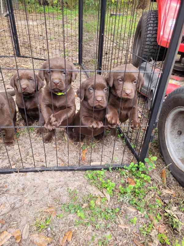 Prodáme štěňata labradorského retrívra - foto 3