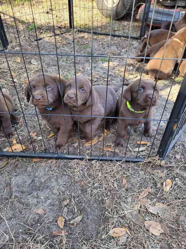 Prodáme štěňata labradorského retrívra - foto 4