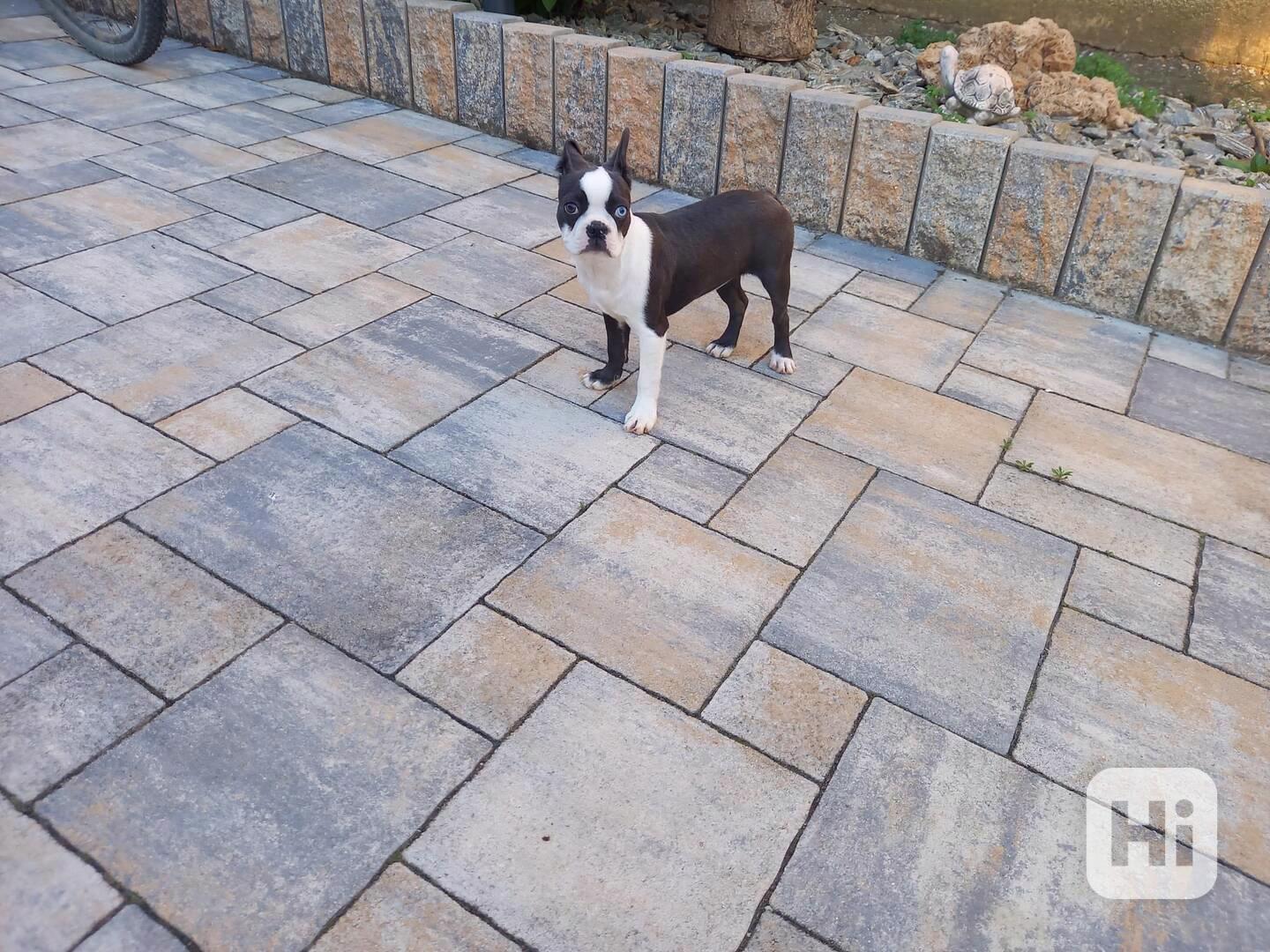 Bostonský terrier - foto 1
