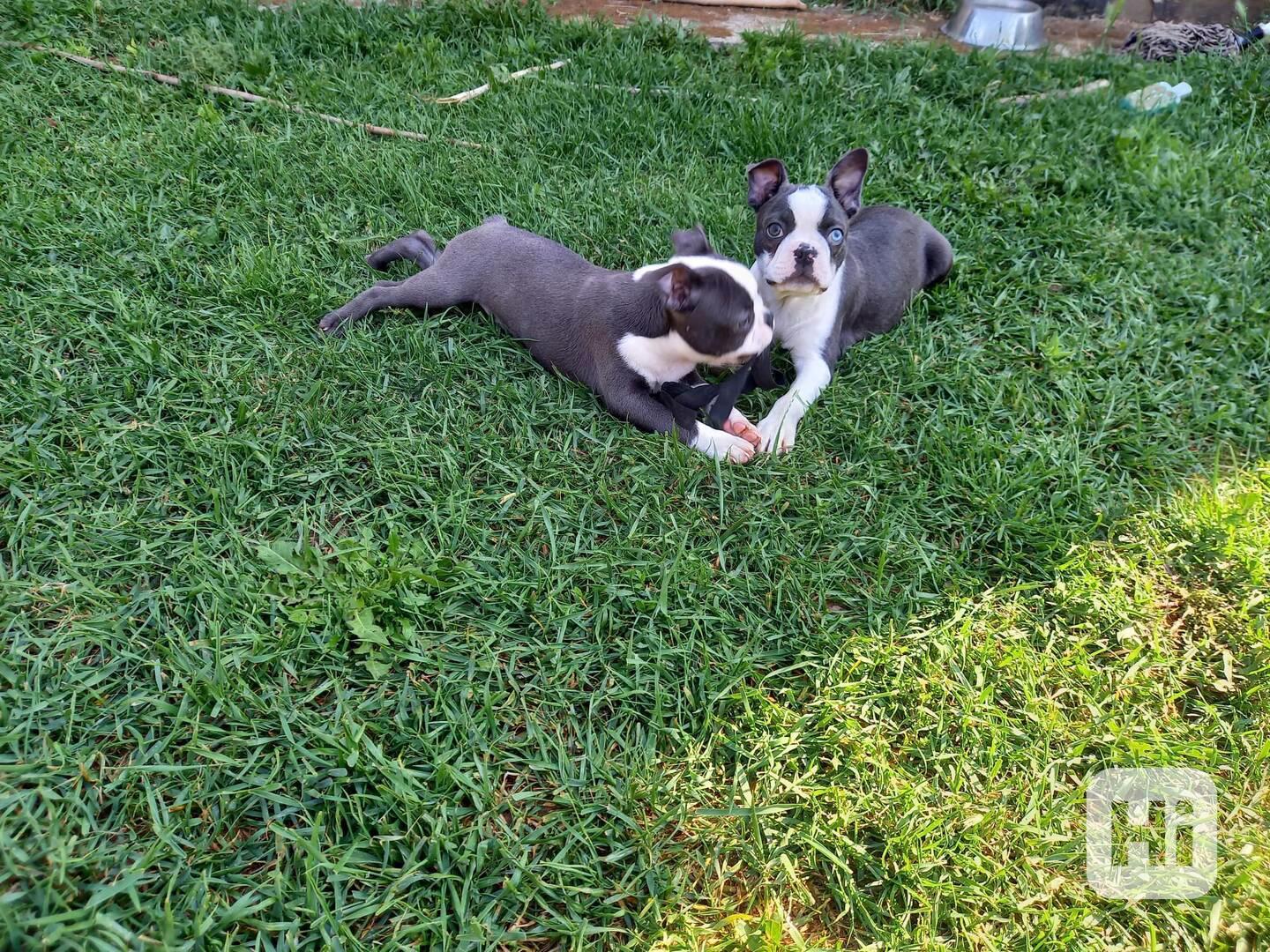 Bostonský terrier - foto 1