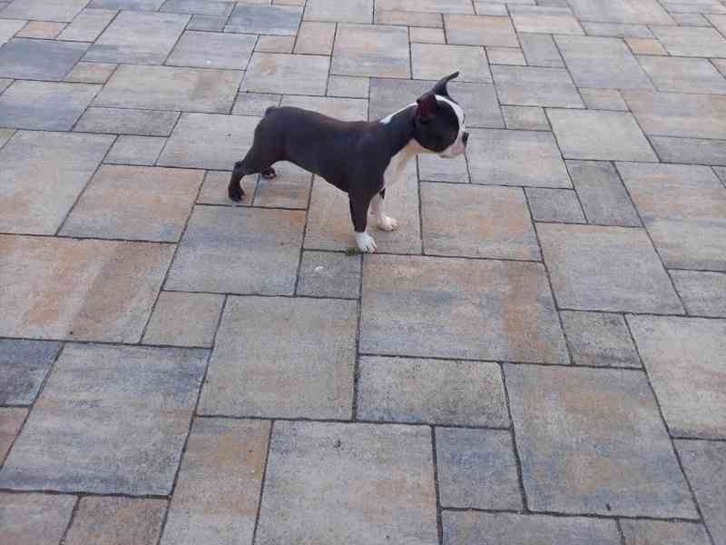 Bostonský terrier - foto 2