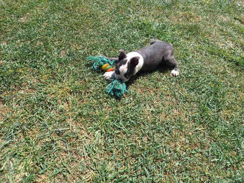 Bostonský terrier - foto 2