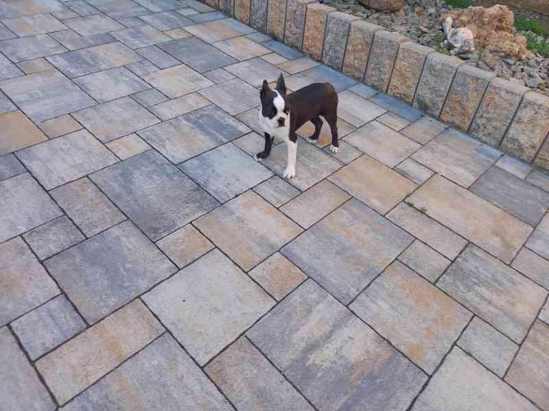Bostonský terrier - foto 4