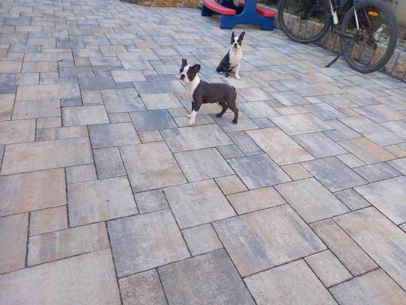 Bostonský terrier - foto 3