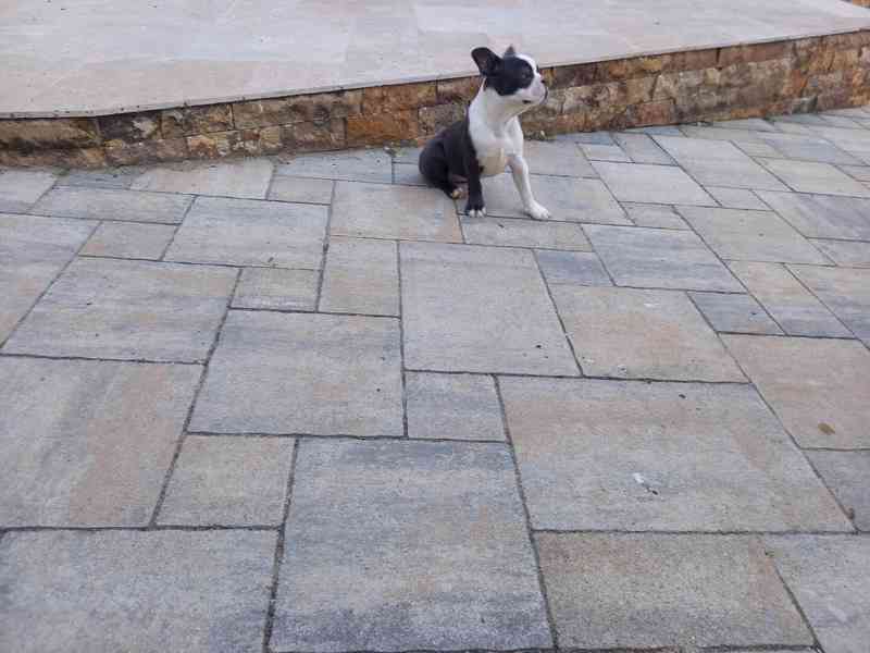 Bostonský terrier - foto 4