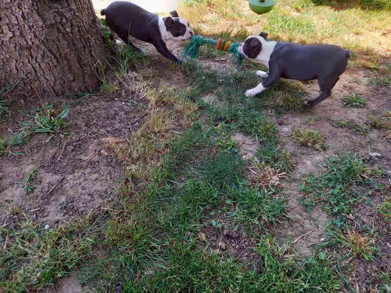 Bostonský terrier - foto 3