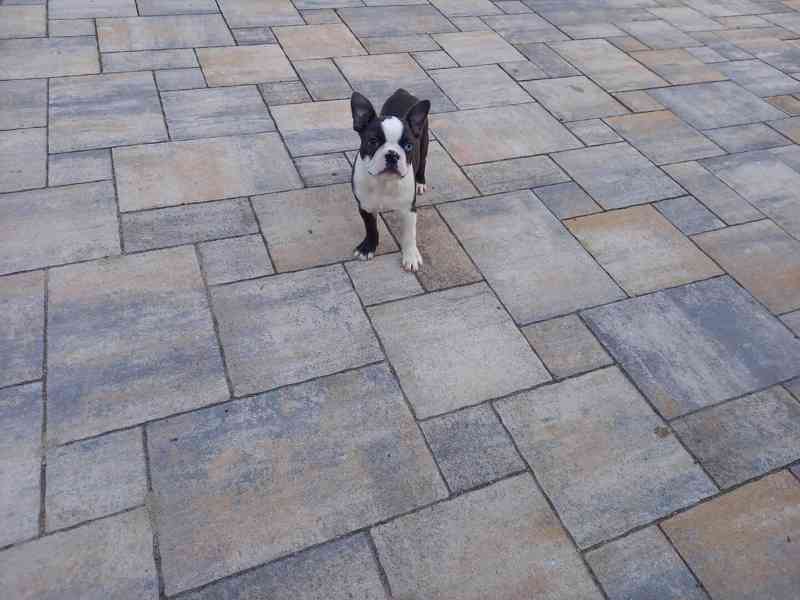 Bostonský terrier - foto 5