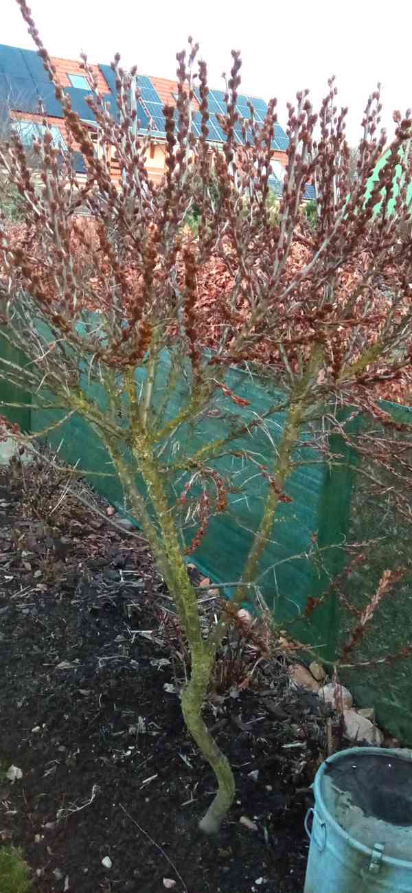 Rakytník samec stromek cca 180 cm vysoký samčí keř - foto 2