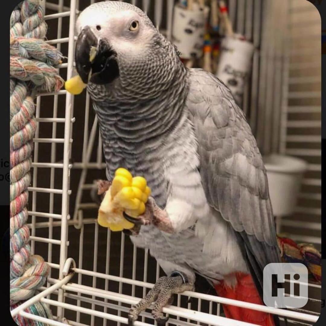 Pár hyacintových arů k adopci - foto 1