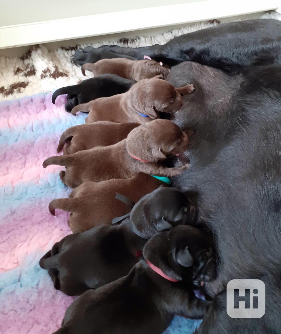 Černá a čokoládová štěňátka labradora s PP - foto 1