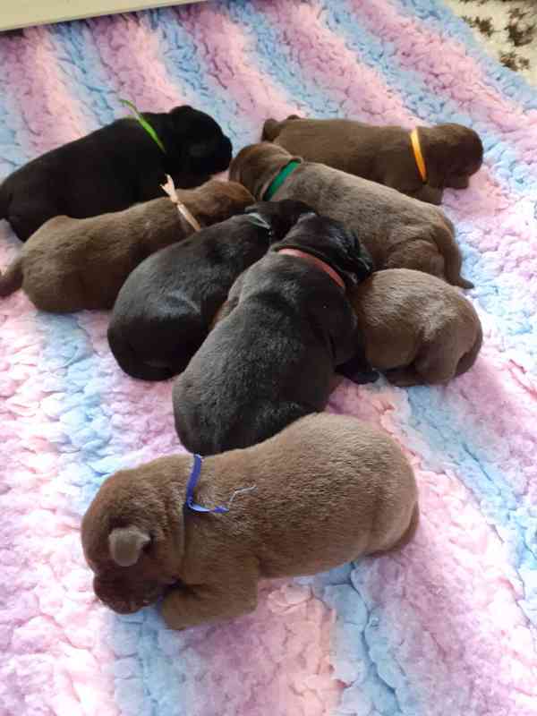 Černá a čokoládová štěňátka labradora s PP - foto 3