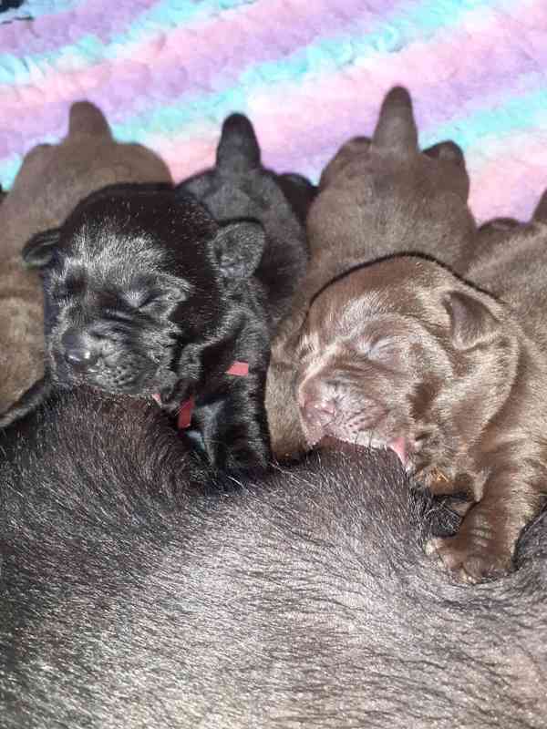 Černá a čokoládová štěňátka labradora s PP - foto 2