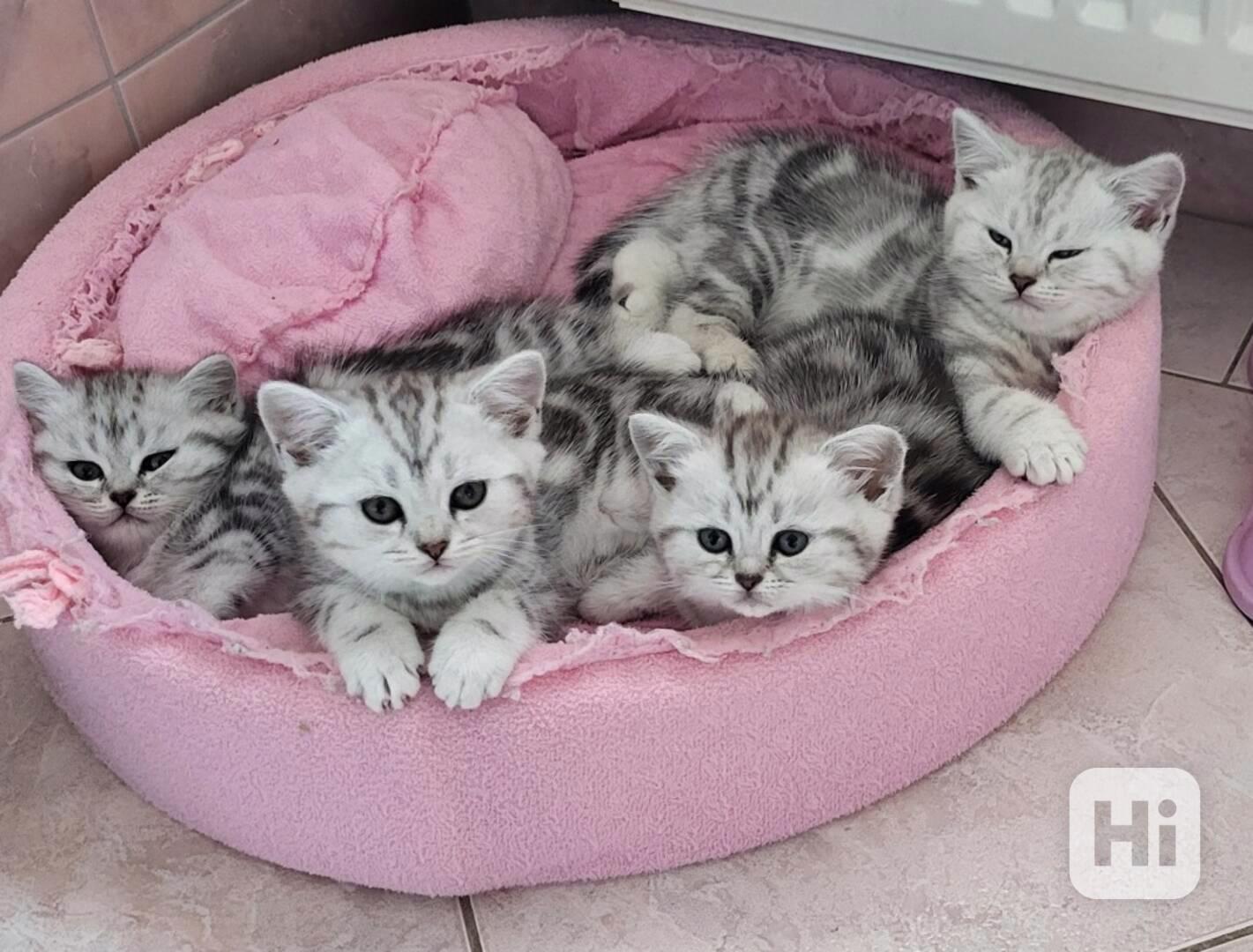 Britská koťátka - WHISKAS - foto 1