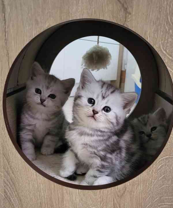 Britská koťátka - WHISKAS - foto 3
