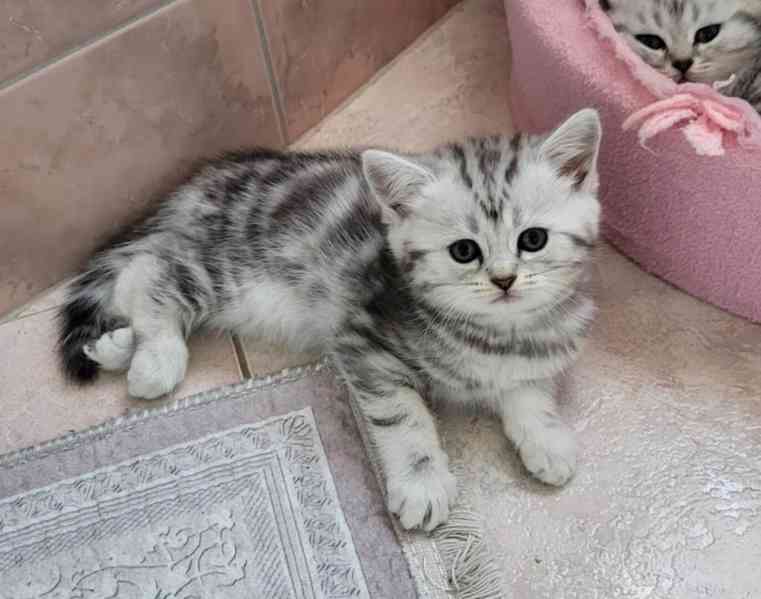 Britská koťátka - WHISKAS - foto 4