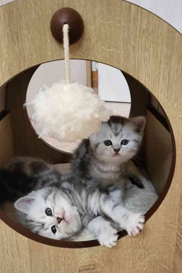 Britská koťátka - WHISKAS - foto 6