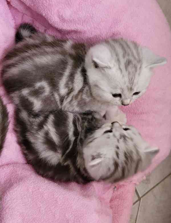 Britská koťátka - WHISKAS - foto 2