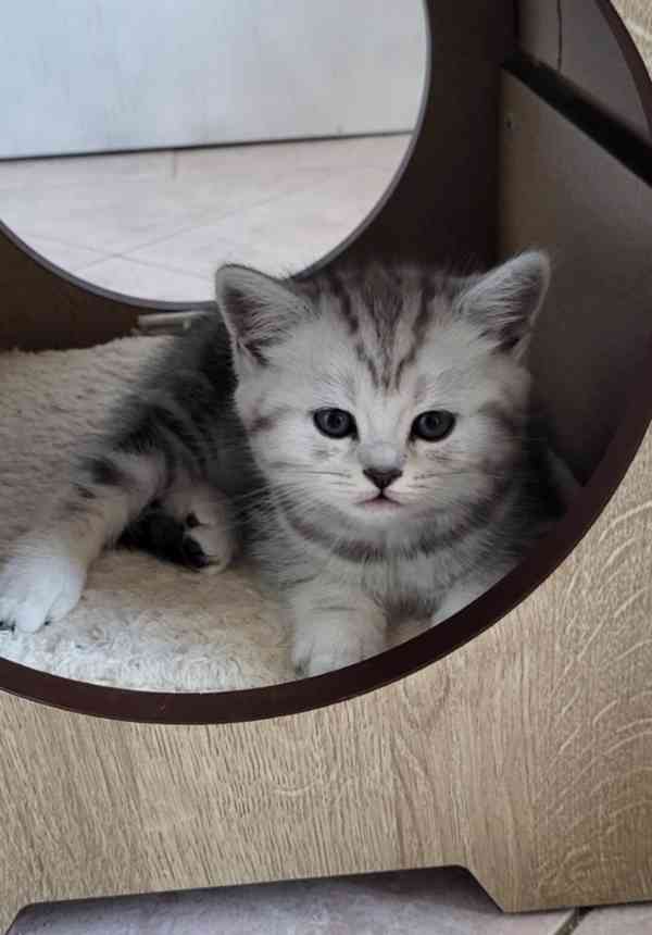 Britská koťátka - WHISKAS - foto 5