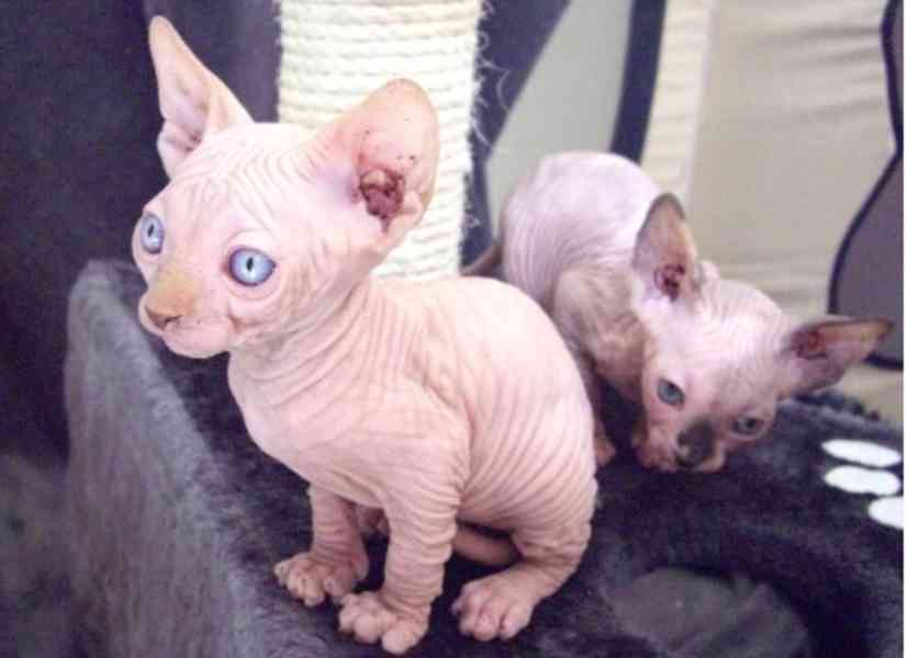 sphynx s pp - foto 3