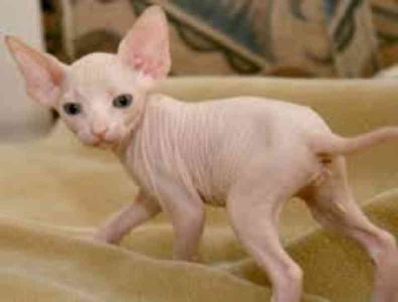 sphynx s pp - foto 2