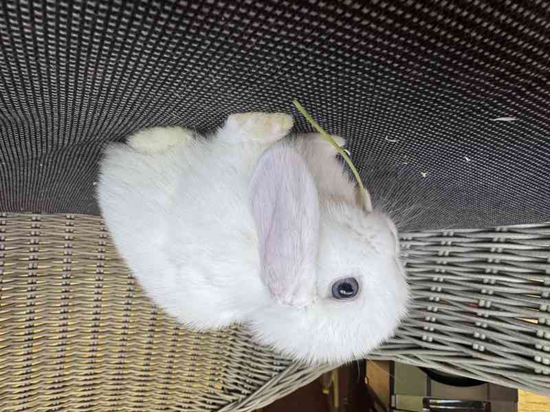 Zakrslý králíček beránek samička - foto 2