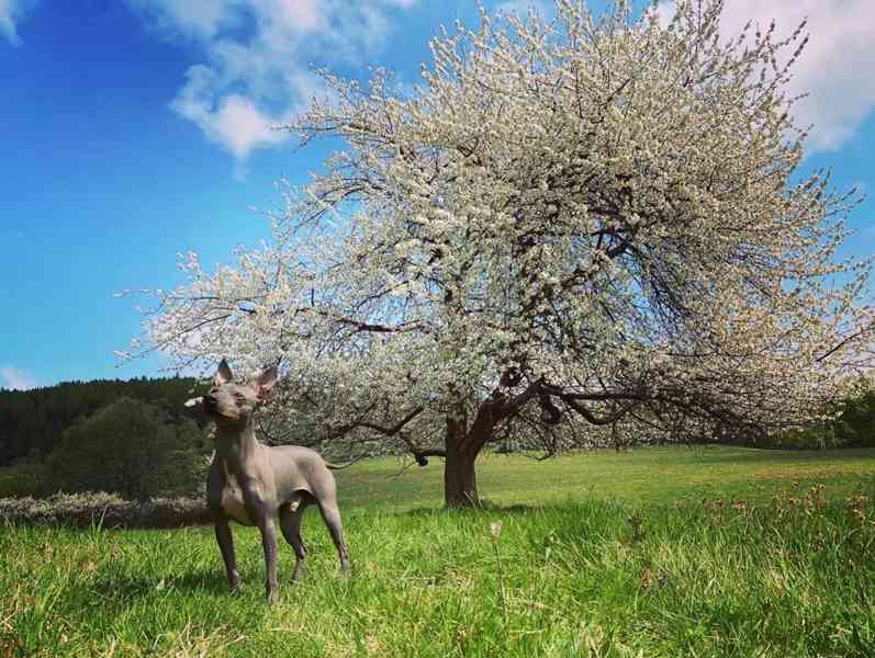 Krycí pes - Americký bezsrstý teriér  - foto 7