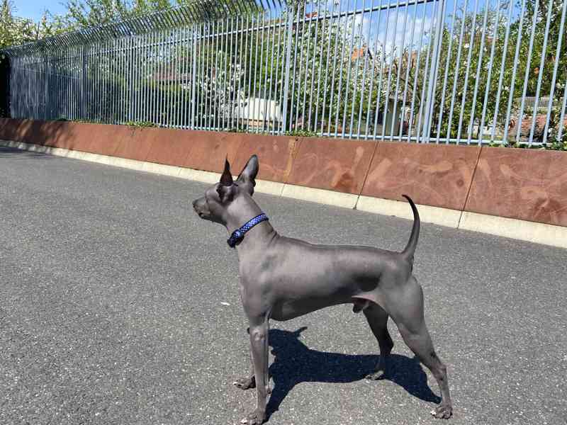 Krycí pes - Americký bezsrstý teriér  - foto 6