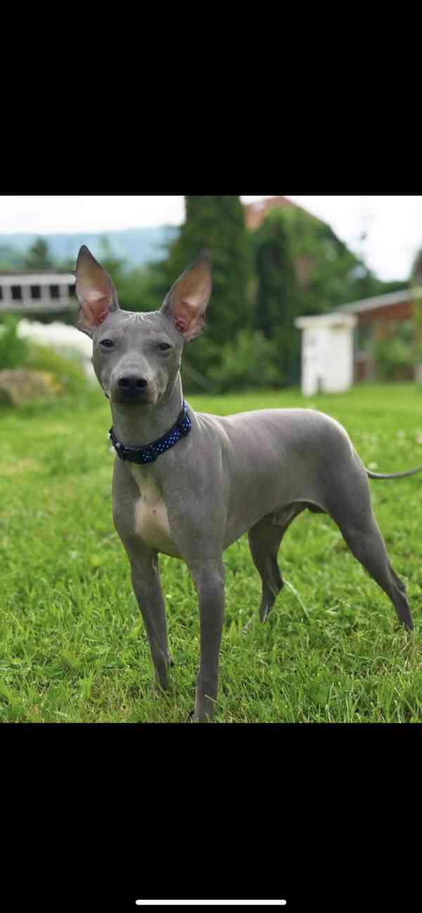 Krycí pes - Americký bezsrstý teriér  - foto 2