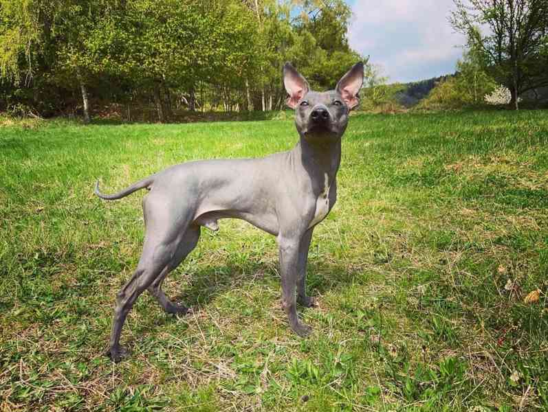 Krycí pes - Americký bezsrstý teriér  - foto 5