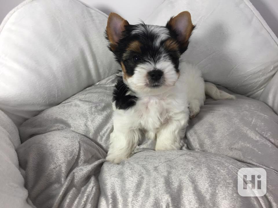 Štěňata super jorkšírského teriéra - foto 1