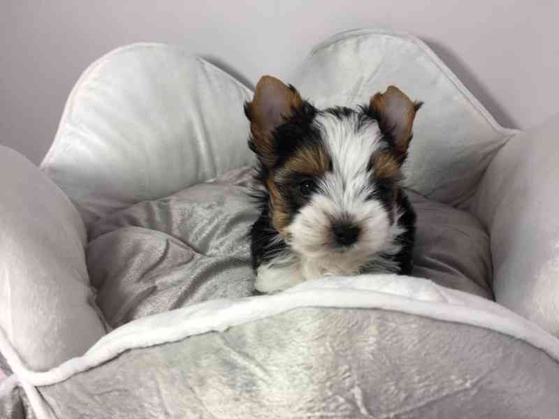 Štěňata super jorkšírského teriéra - foto 2