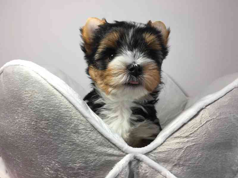 Štěňata super jorkšírského teriéra - foto 5