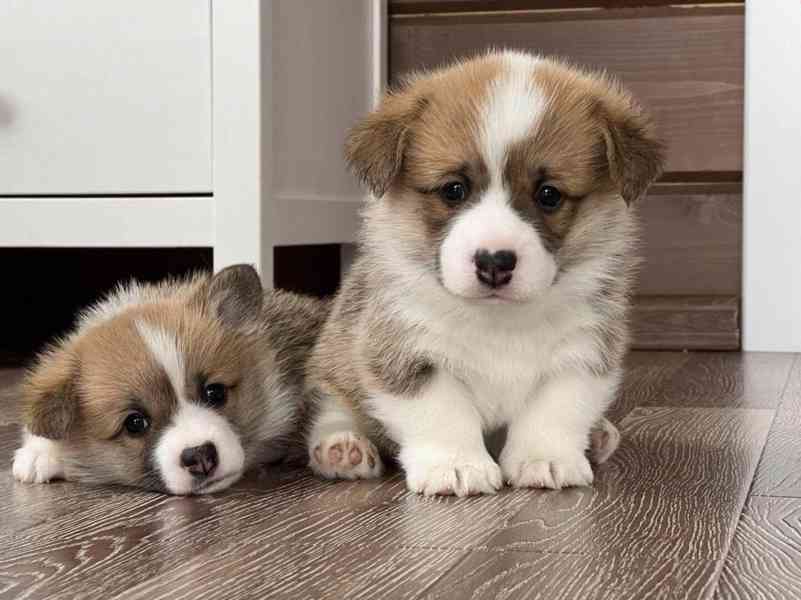  Dárek štěně welsh corgi k adopci zdarma   - foto 1