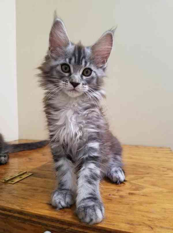 Rozkošná mainská mývalí koťátka nyní k bezplatné adopci    - foto 2