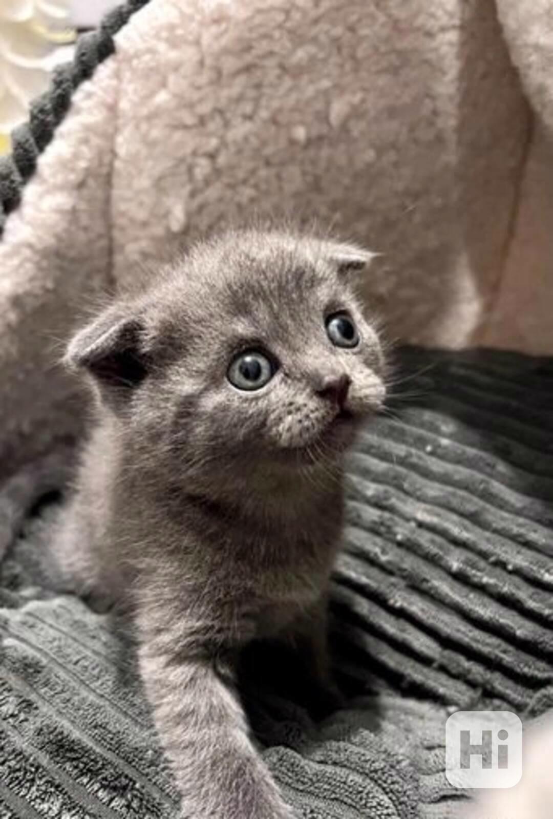 Skotské kotě pro adopci skládací typ - foto 1